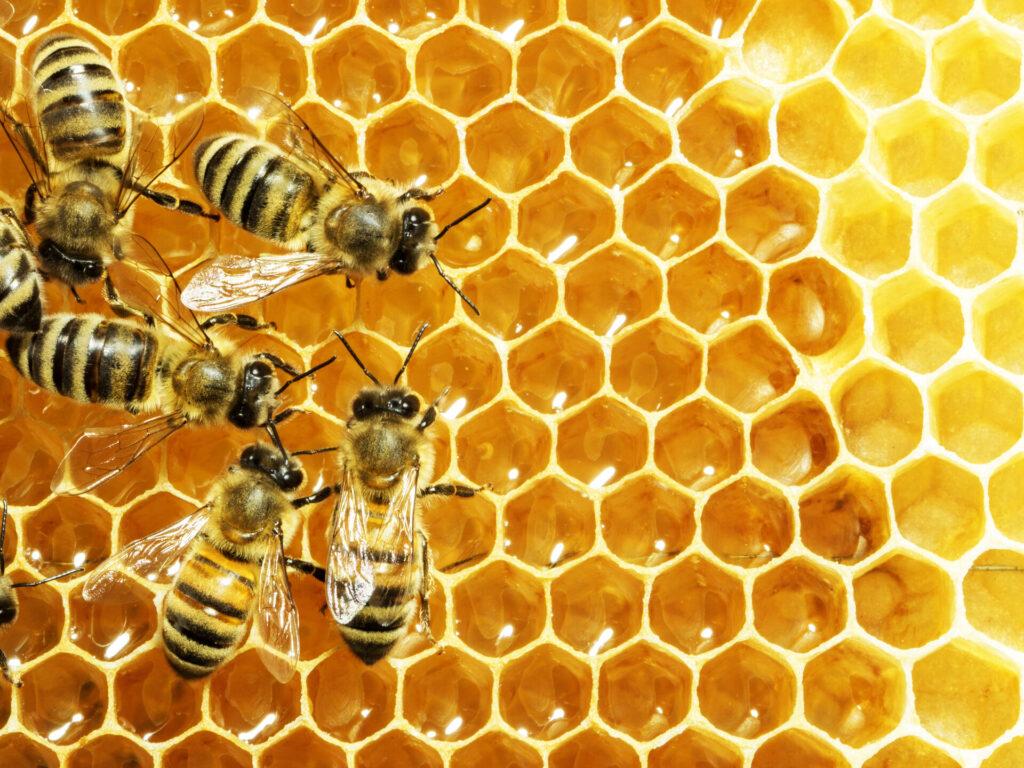 Nahaufnahme der Arbeitsbienen an den Honigzellen